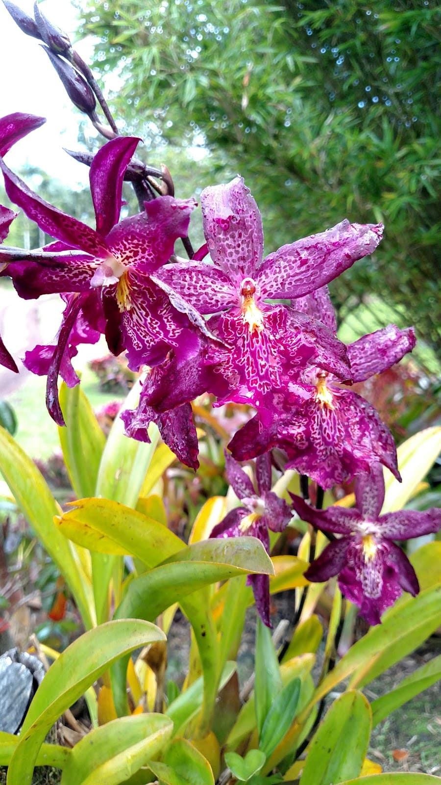 Kama'ili Nursery - Image 1
