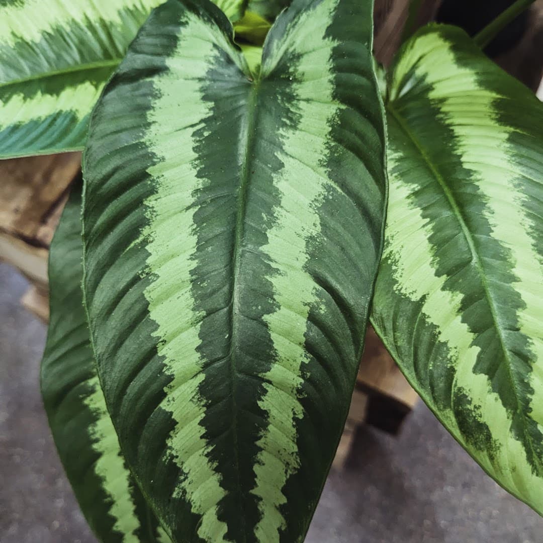 Garden House Floral - Image 1