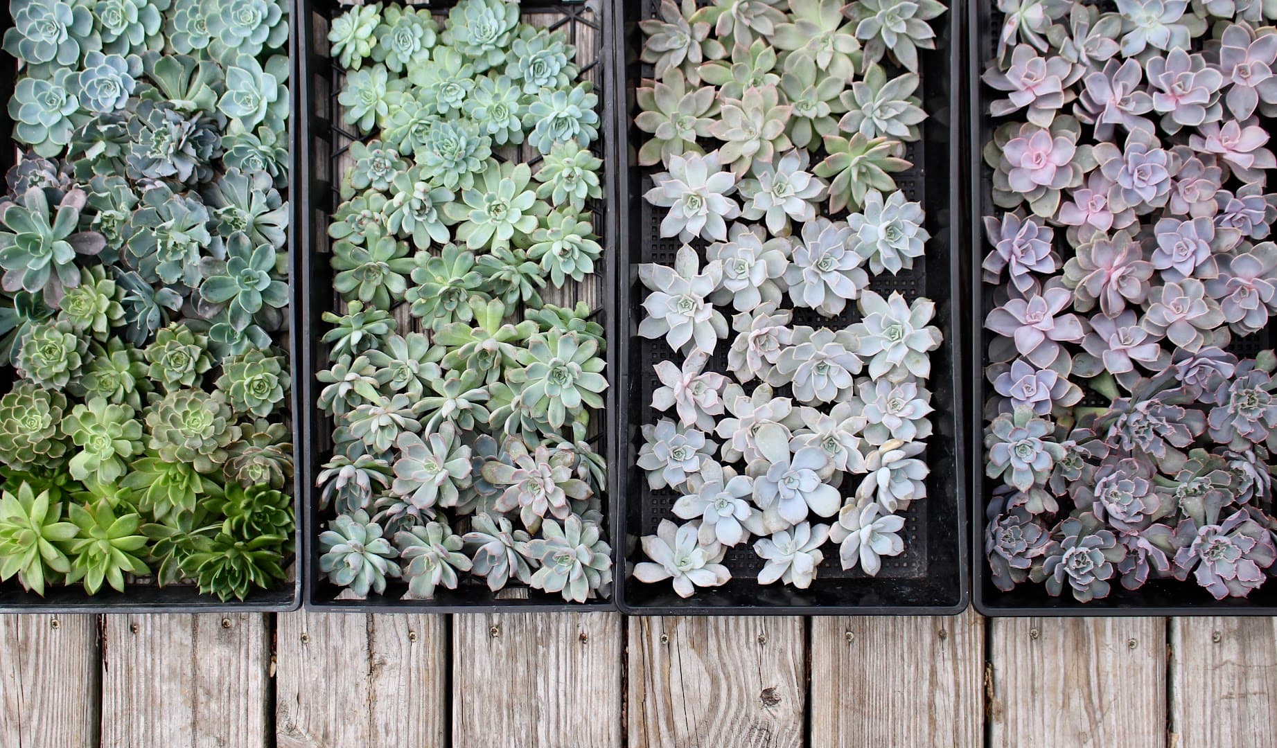 Succulent Strong - Image 1