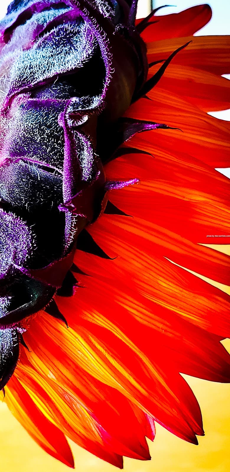 Stop & Shop Florist - Image 1