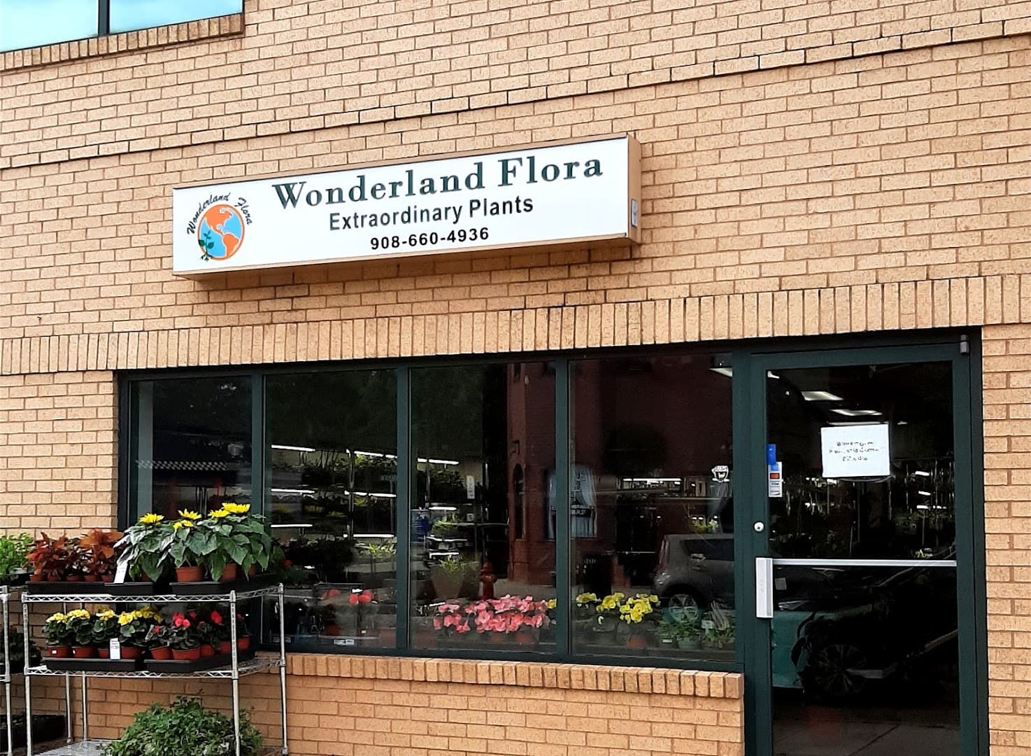Wonderland Flora Extraordinary Plants - Image 1