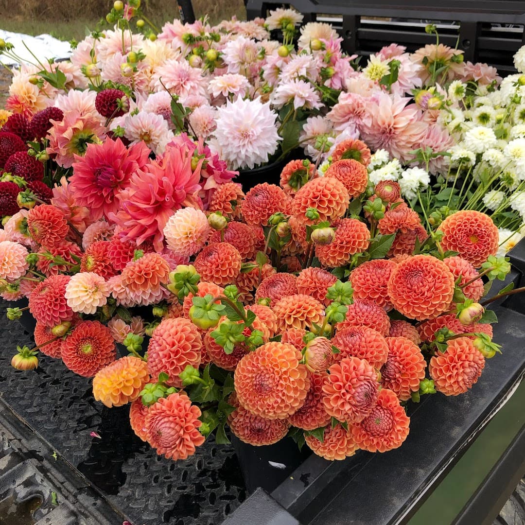 Rooted Flowers - Image 1