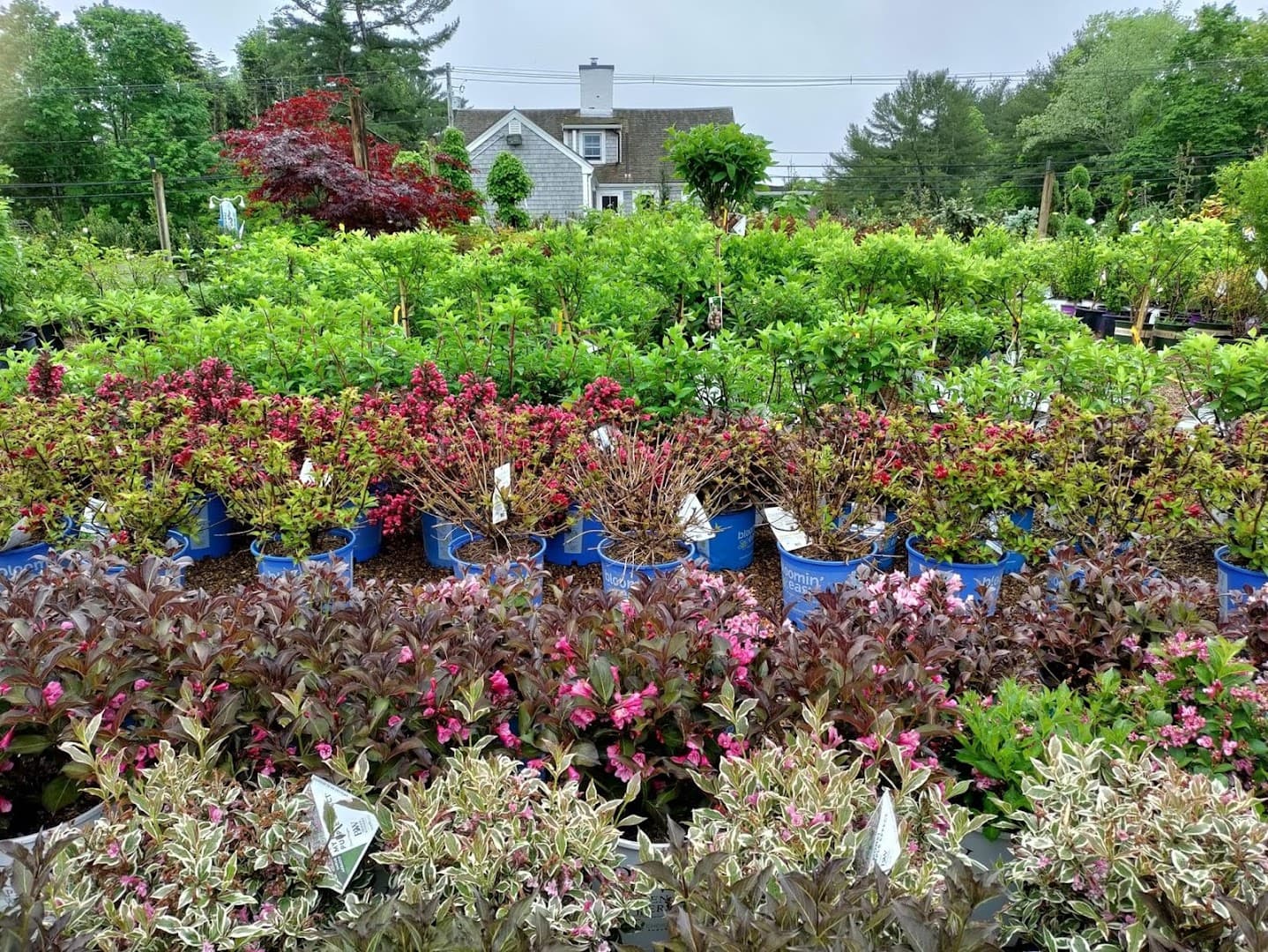 The Gardeners' Choice - Image 1