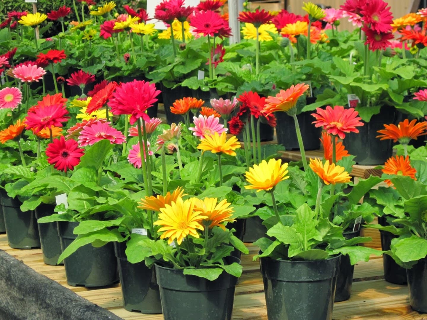 Dutch's Greenhouse, Inc. - Image 1