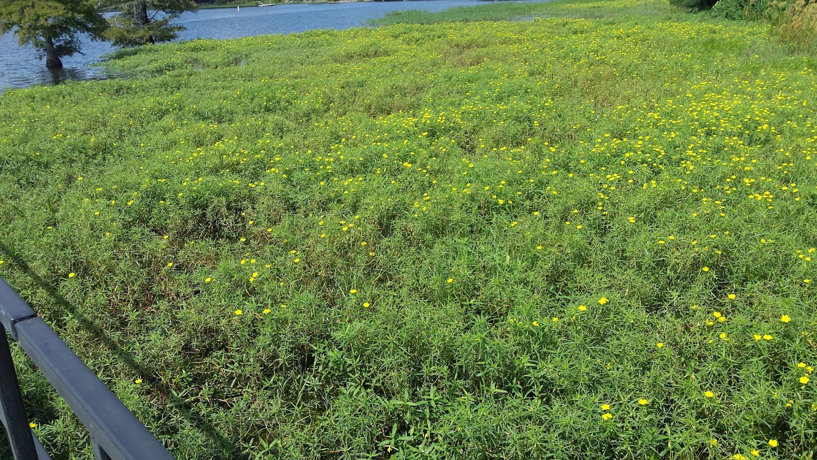 The Flower Hut - Image 1