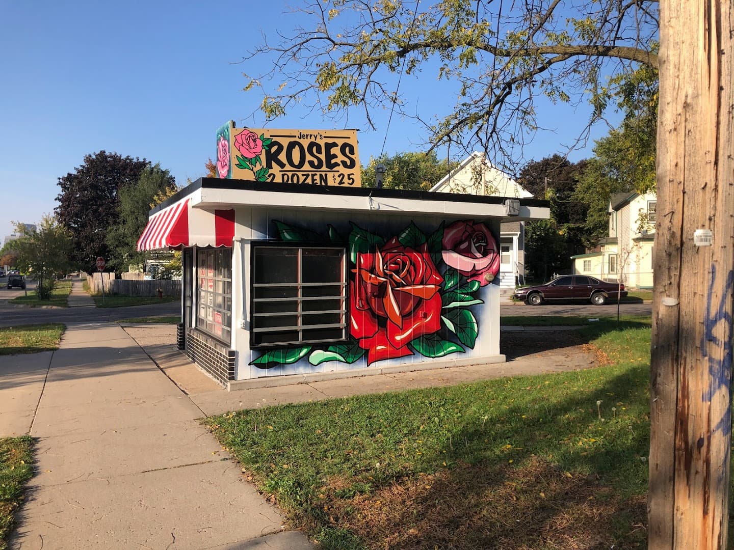 Jerry's Roses - Image 1
