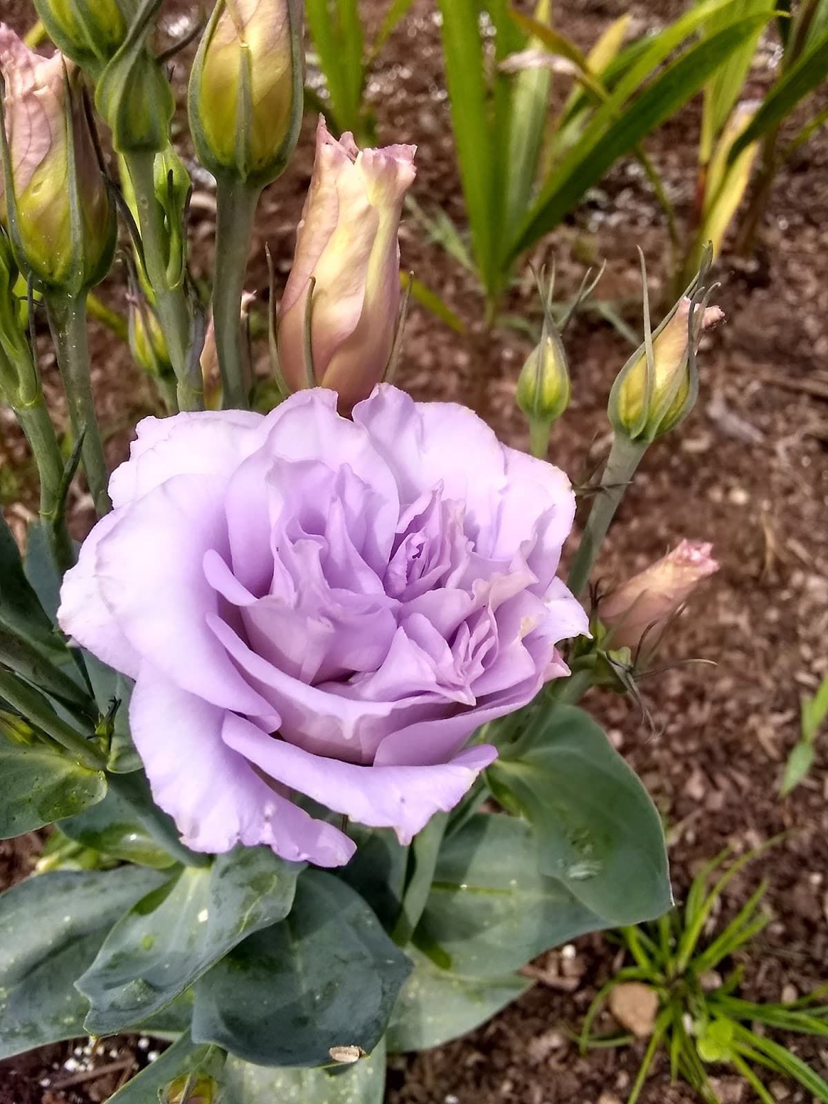 My Mother's Flowers - Image 1