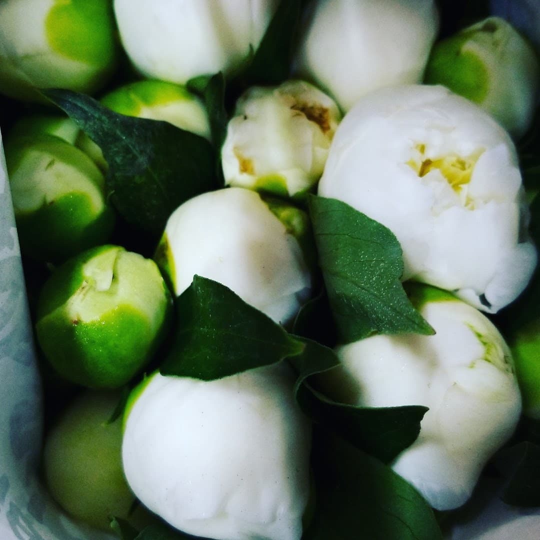 Tropical Blooms Inc - Image 1