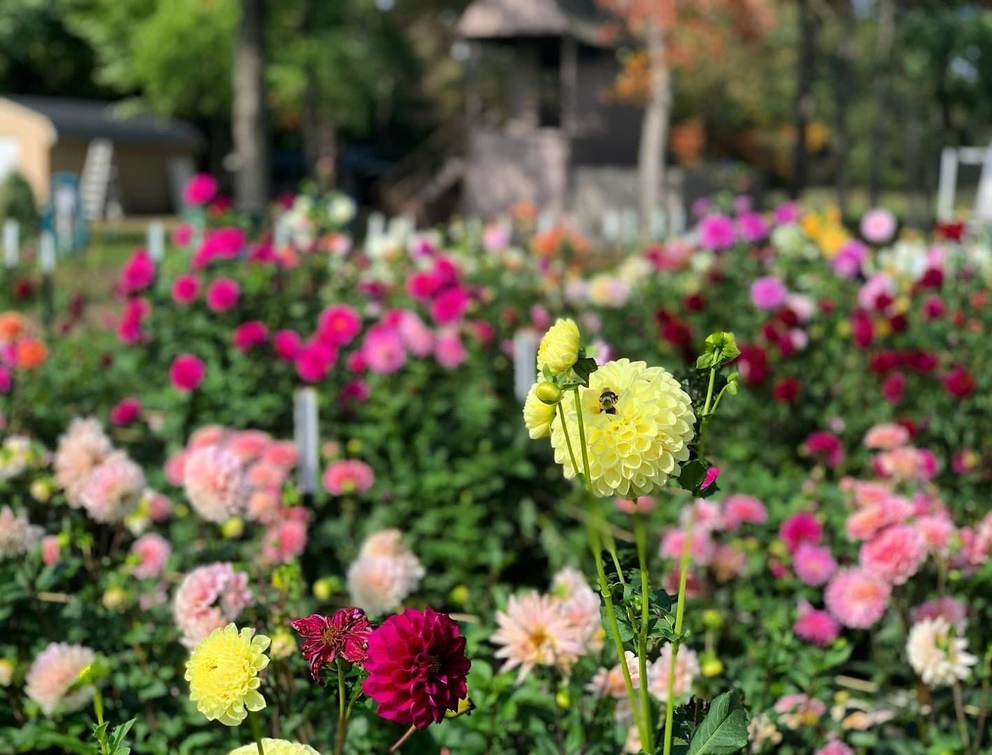 Piggly Petals Flower Farm - Image 1