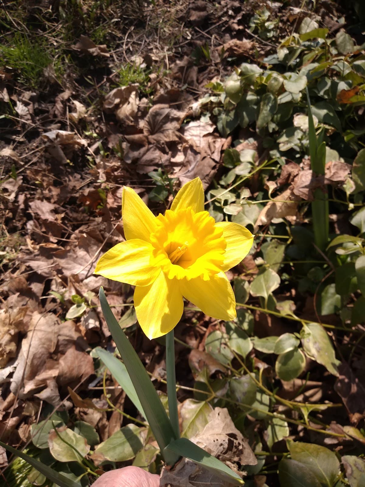 Rick Anthony's Flower Shoppe of Holt - Image 1