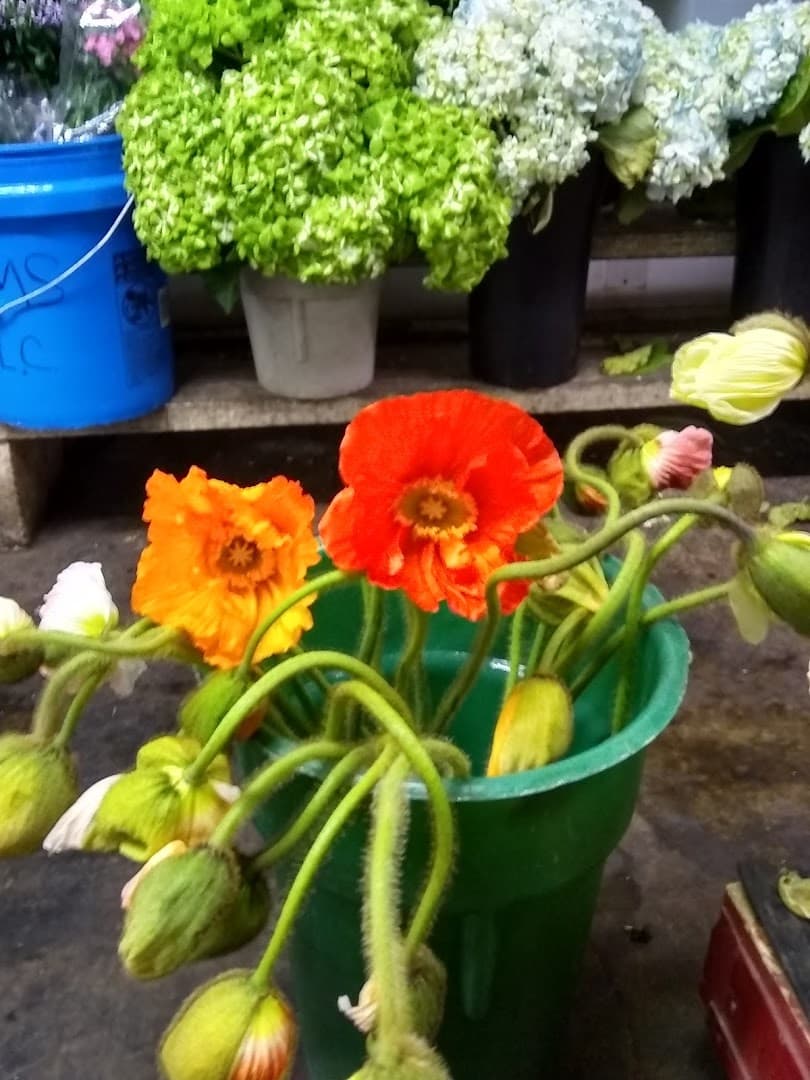 Stems LLC - Image 1