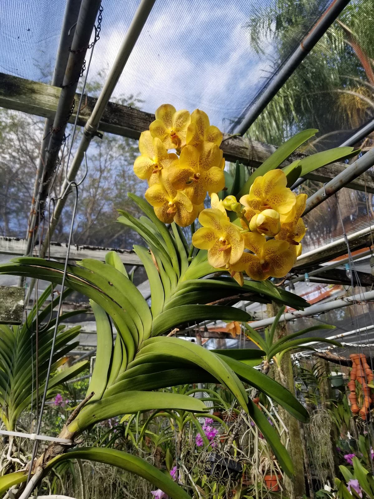 Green Valley Orchids, Inc. - Image 1