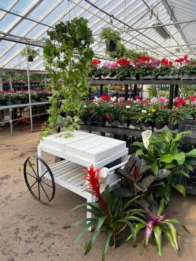 Hyacinth House - Image 1