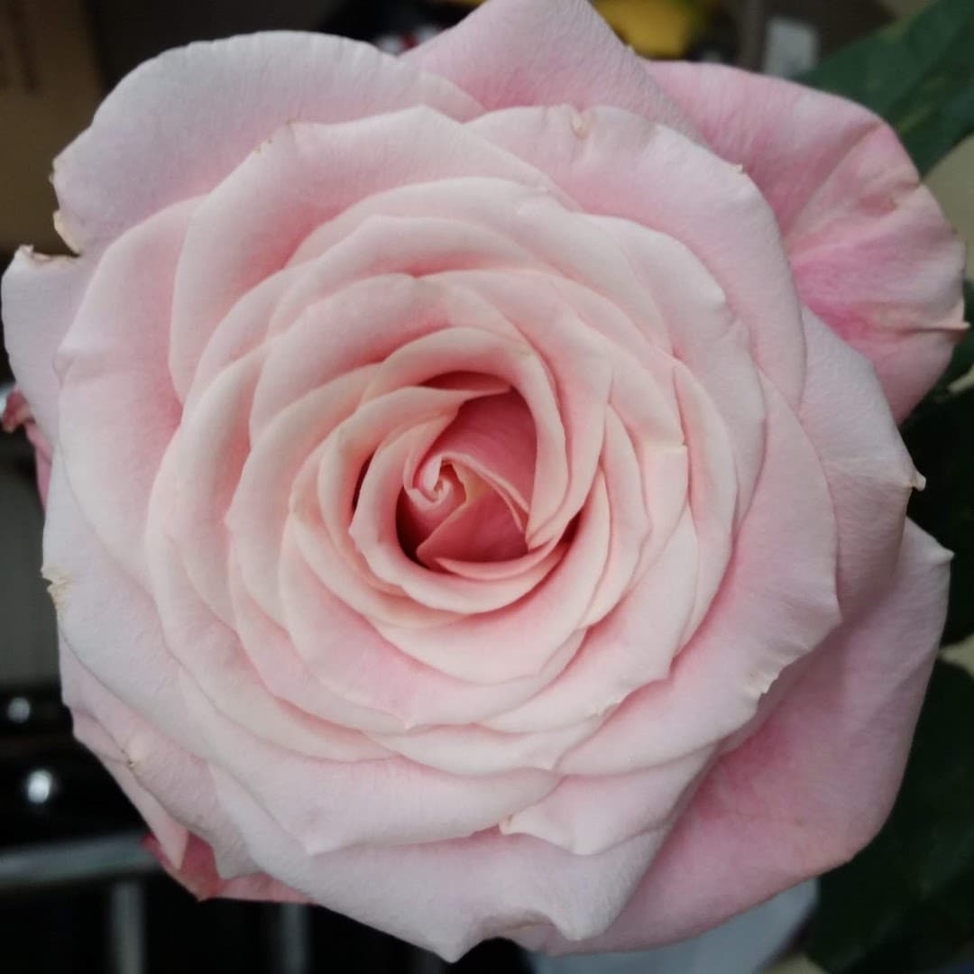 Ramelle's Florist - Image 1