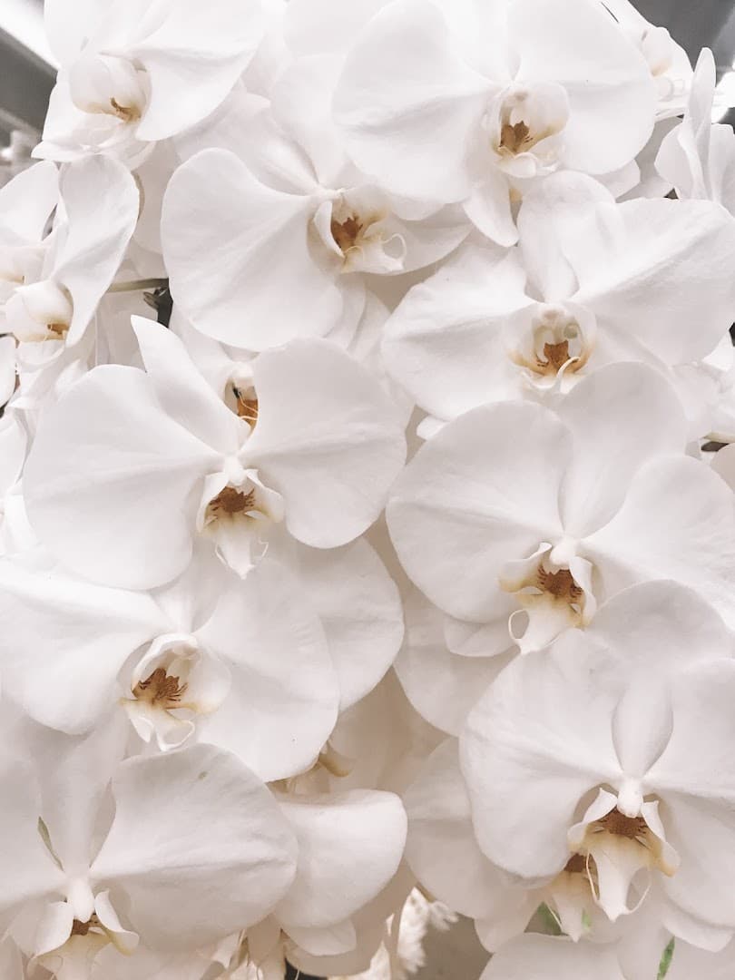 Divine Orchids & More Inc. - Image 1