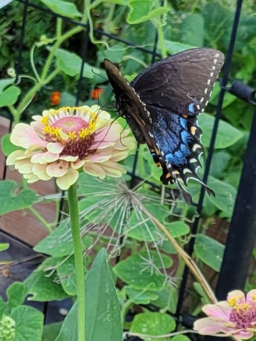 Baumers and Blooms - Image 1