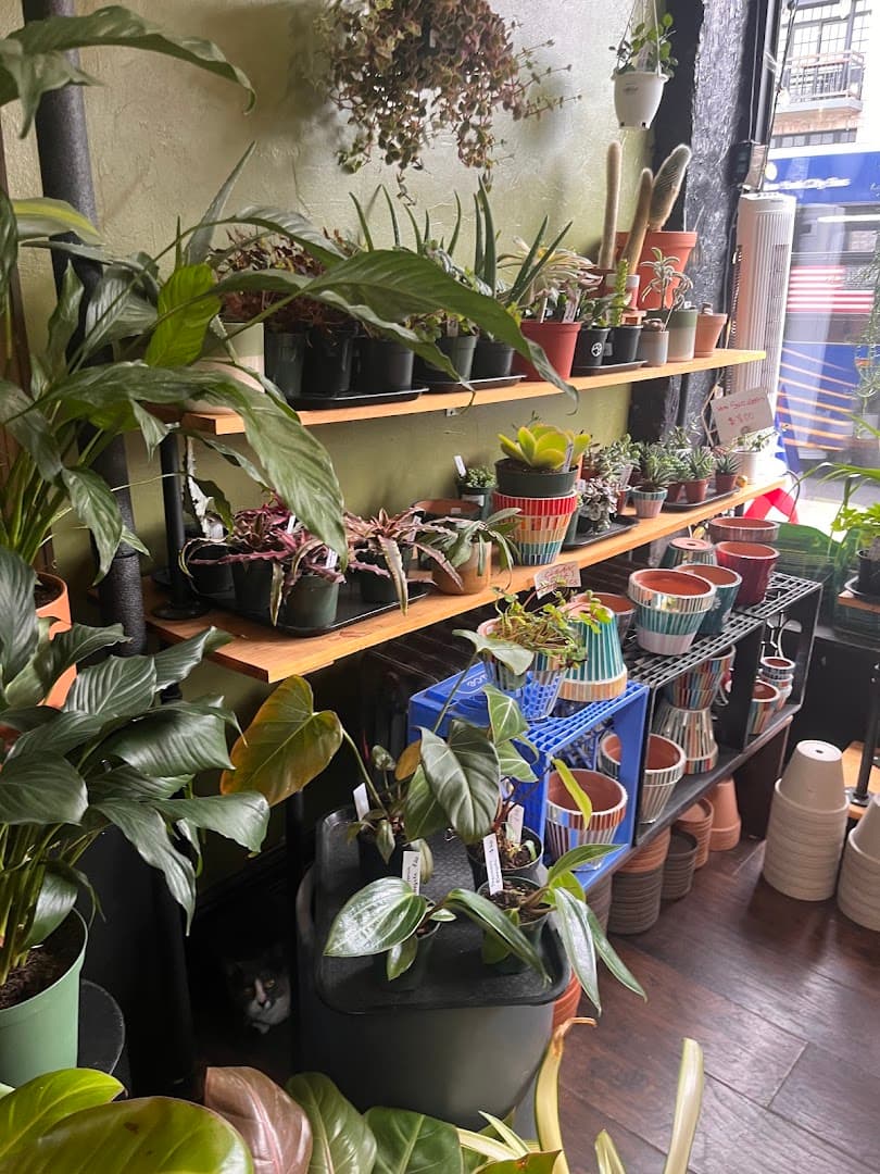 Stolen Magnolia - Image 1