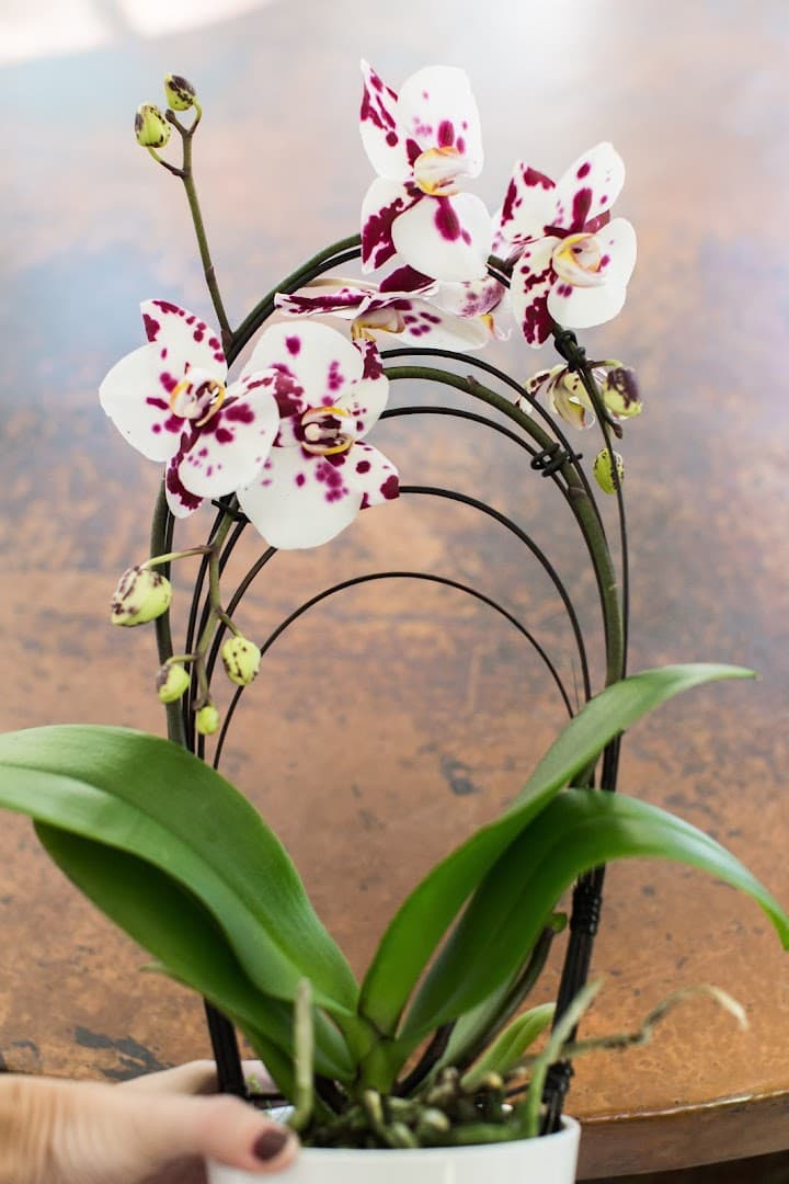 Flora & More - Image 1