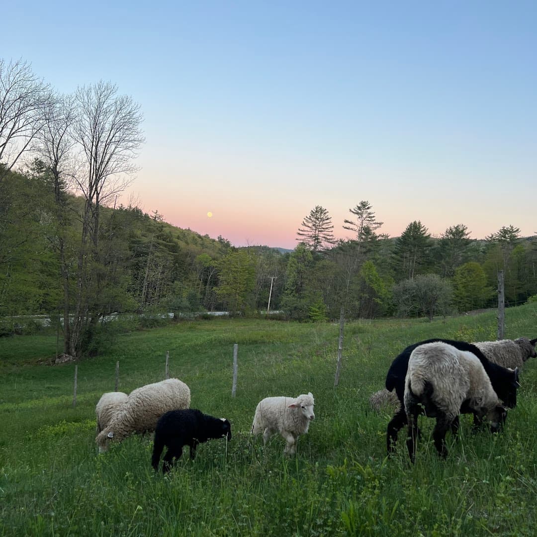 Wild Meadow Farm - Image 1