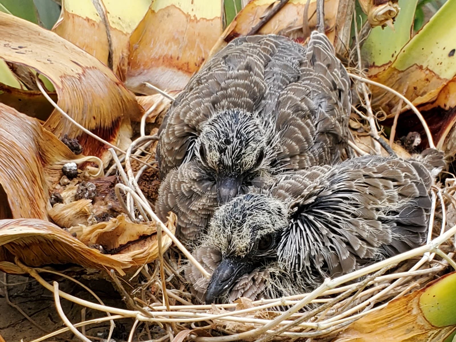Vista Wholesale Nursery - Image 1