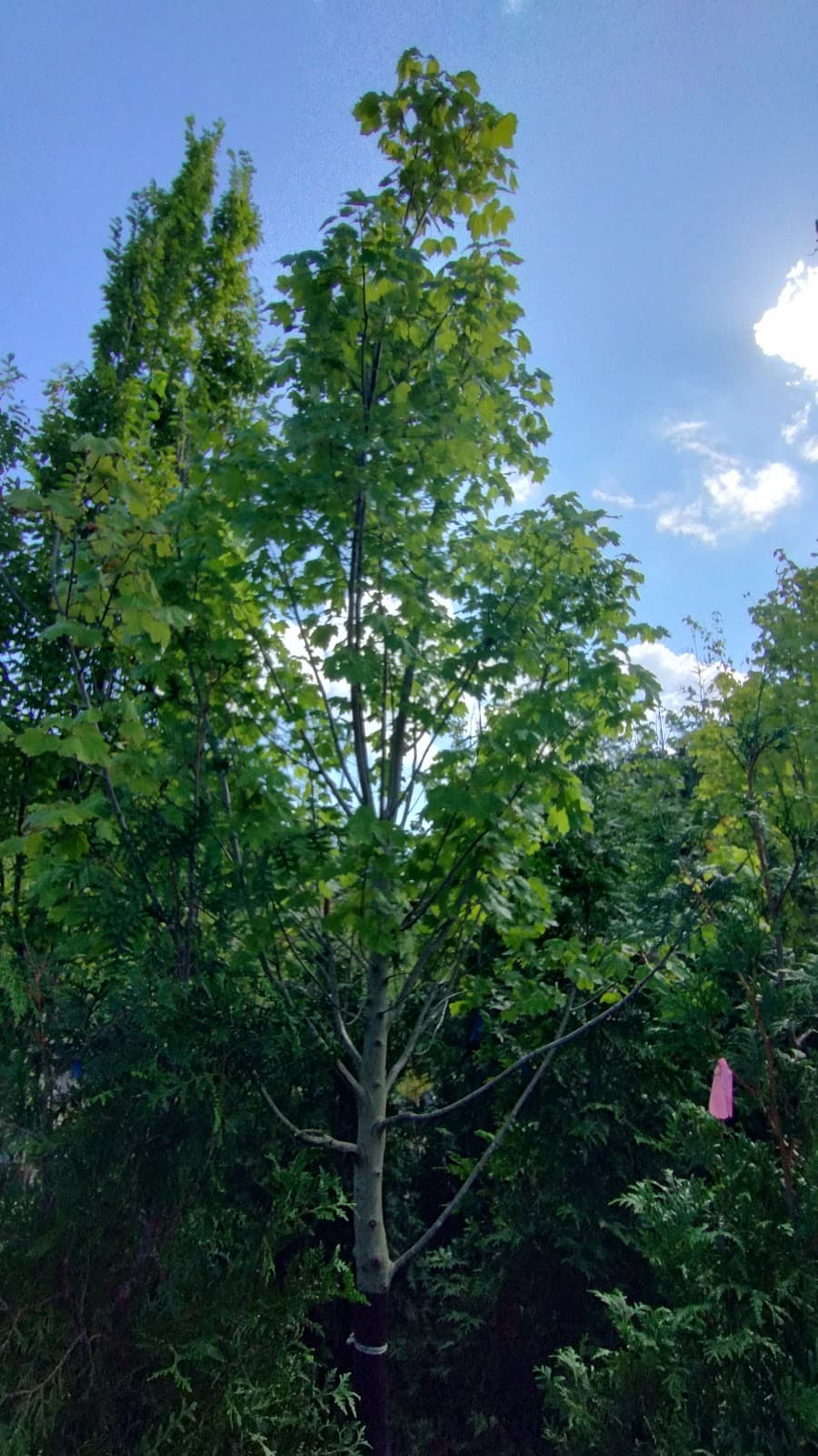 Priveteras - Image 1