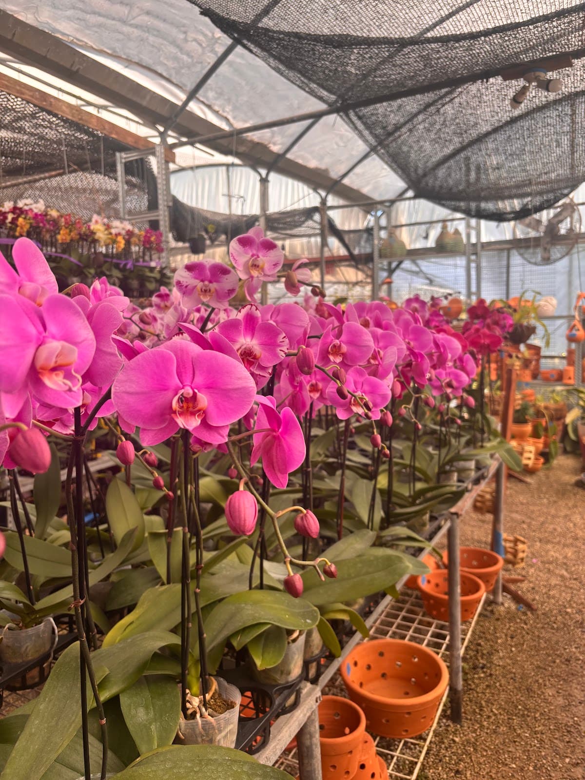 Duncan & Sons Orchids - Image 1