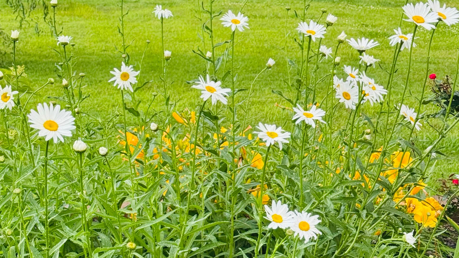 Palomino Petals - Image 1