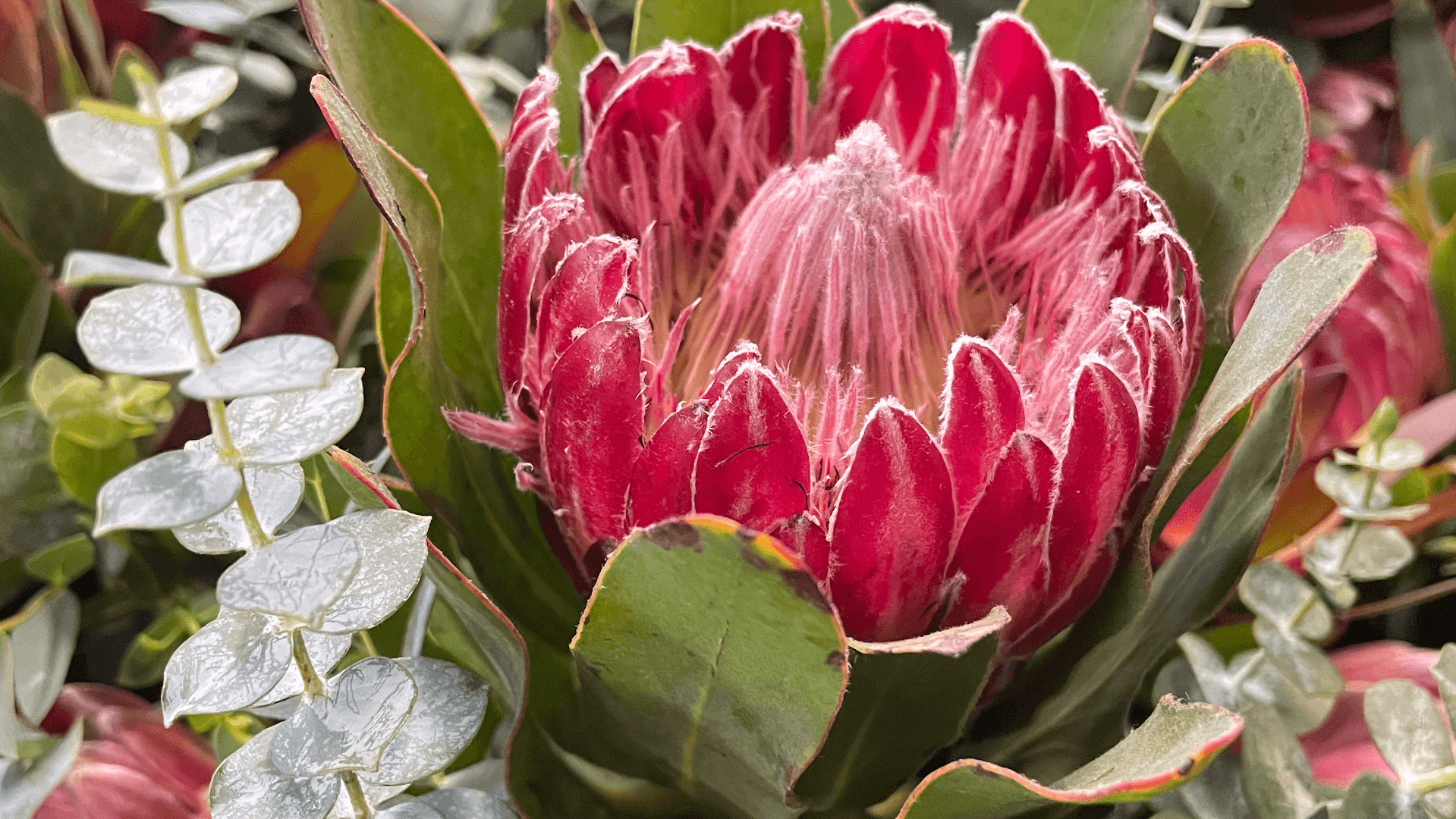 Arapahoe Floral - Image 1