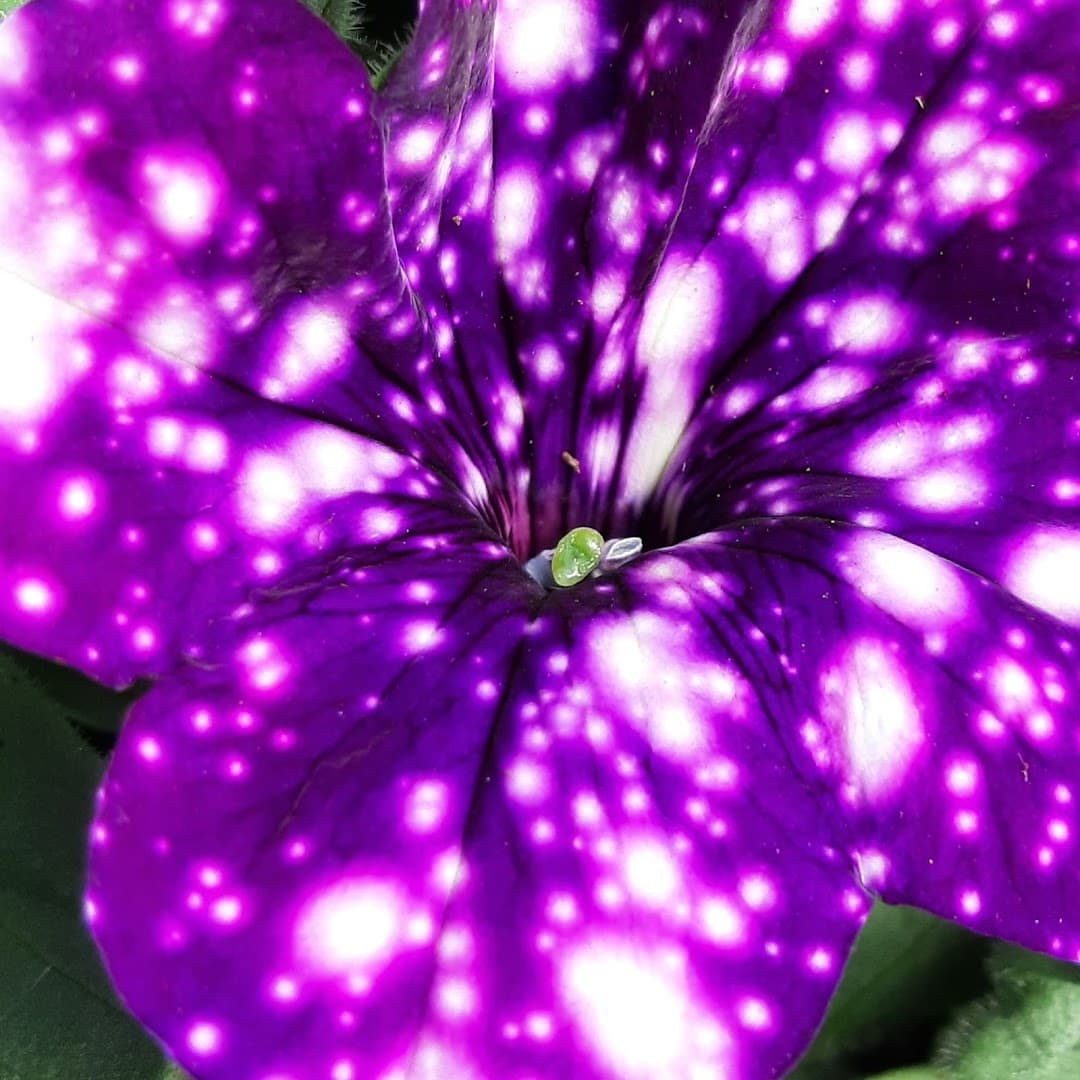 Pequot Plant Farm - Image 1