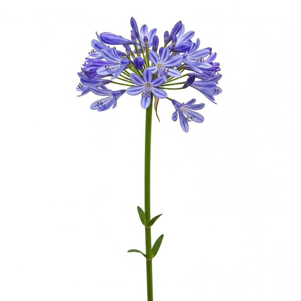 Agapanthus (Agapanthus africanus)