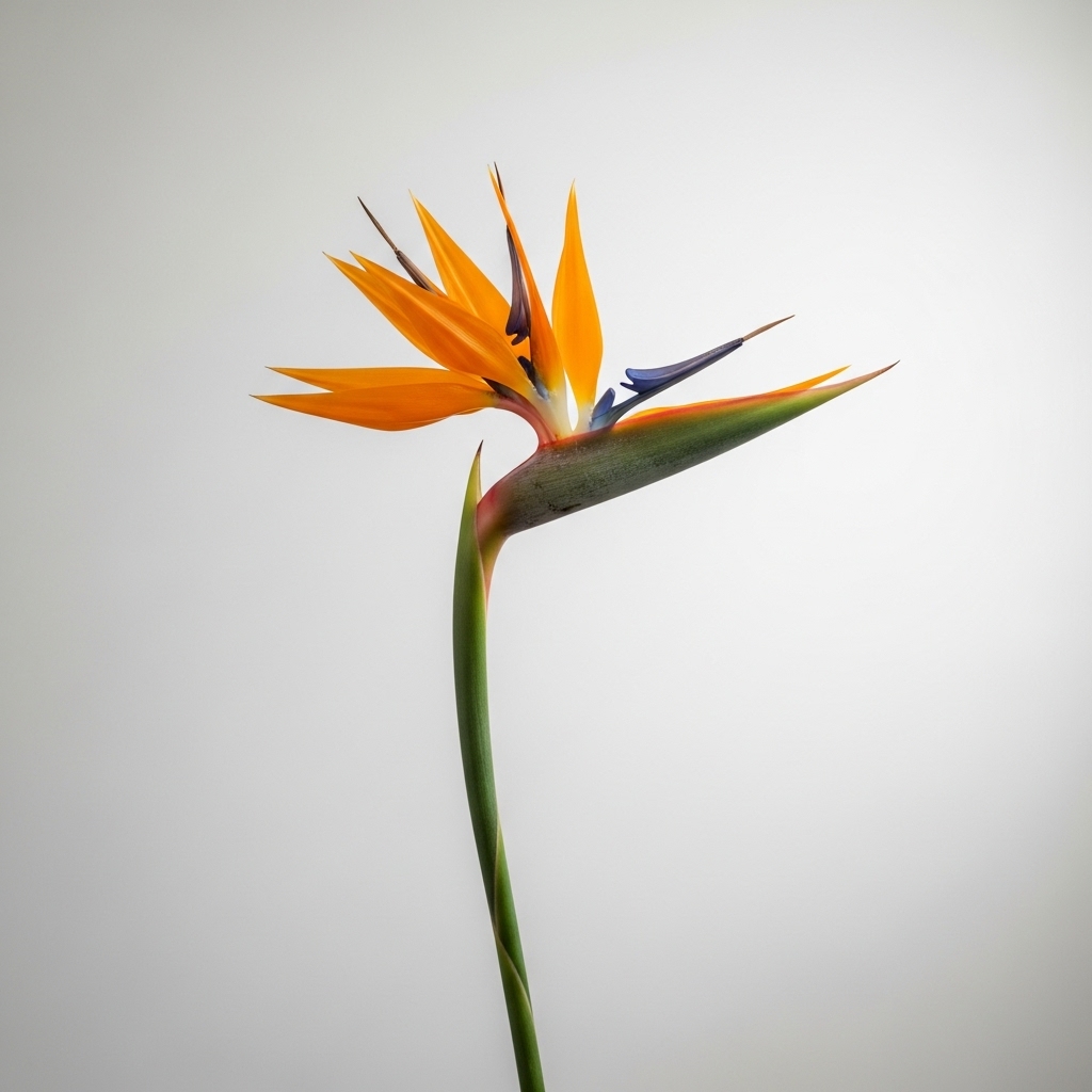 Bird of Paradise (Strelitzia reginae)