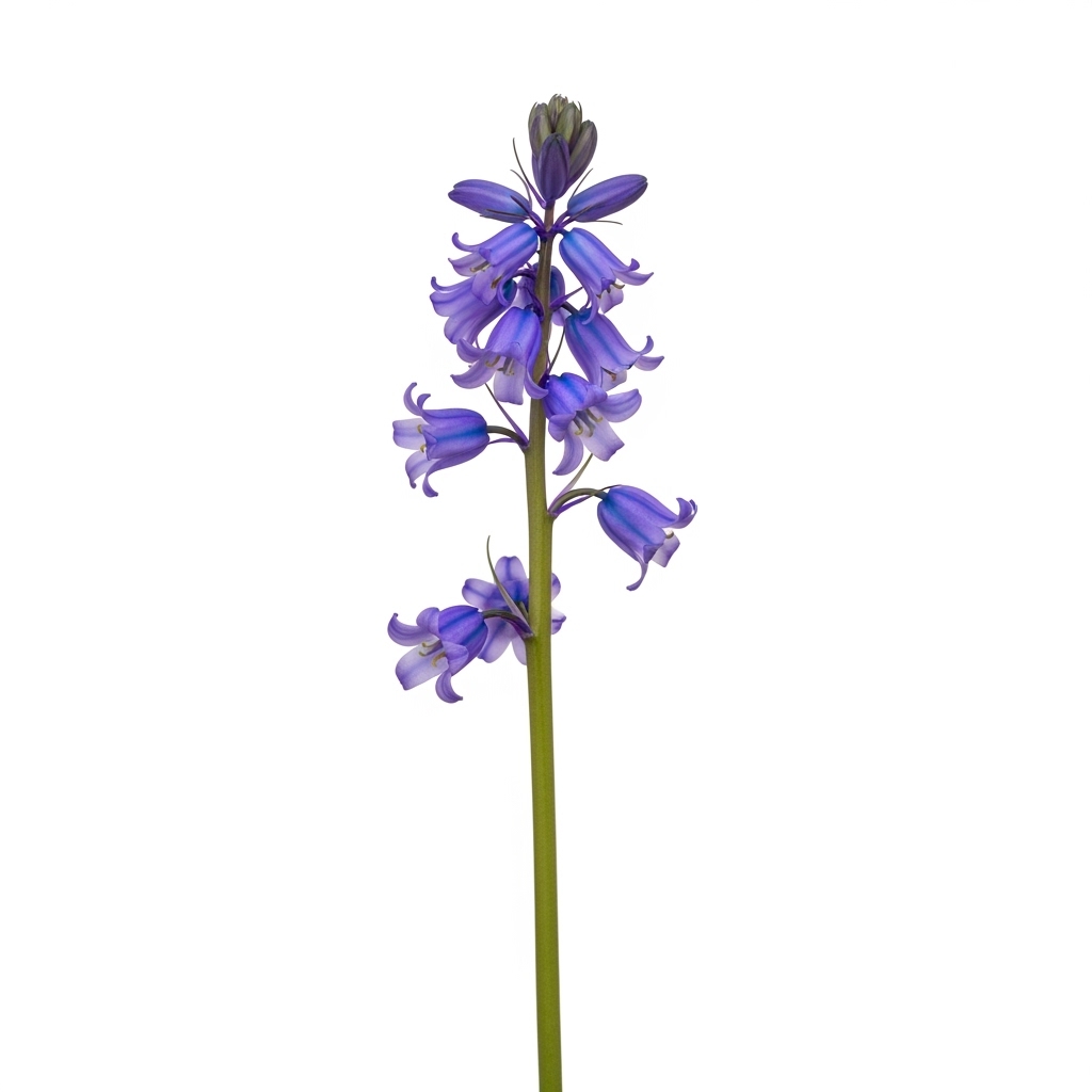 Bluebell (Hyacinthoides non-scripta)