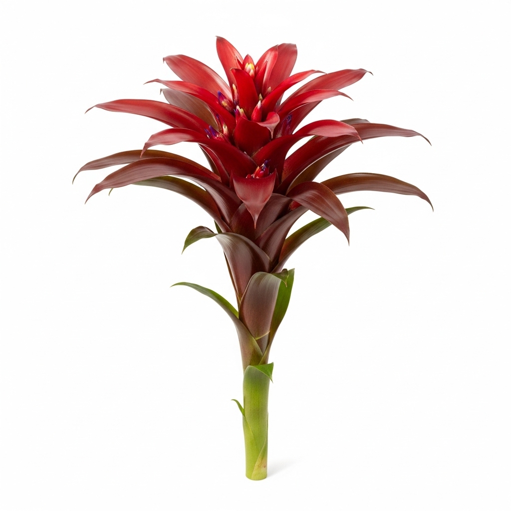 Bromeliad (Guzmania lingulata)