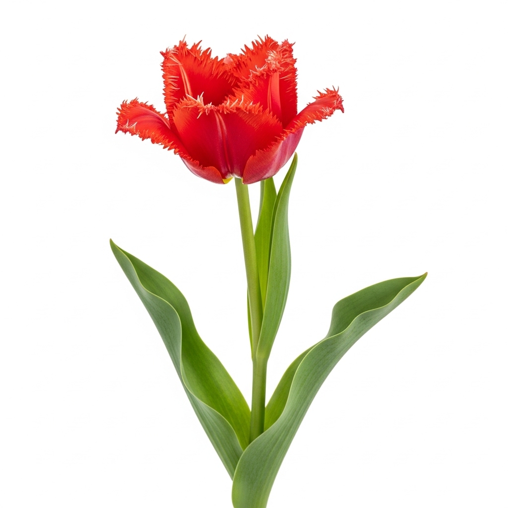 Fringed Tulip (Tulipa fimbriata)
