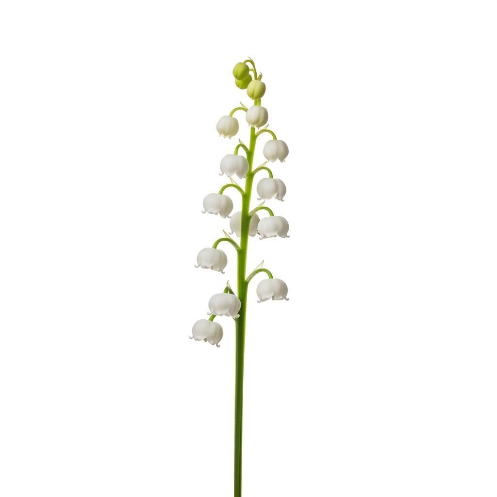 Lily of the Valley (Convallaria majalis)